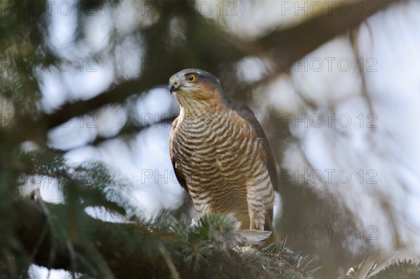 Sparrowhawk (Accipiter nisus), male with prey, North Rhine-Westphalia, Germany