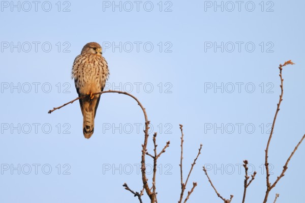 Kestrel (Falco tinnunculus), female, North Rhine-Westphalia, Germany