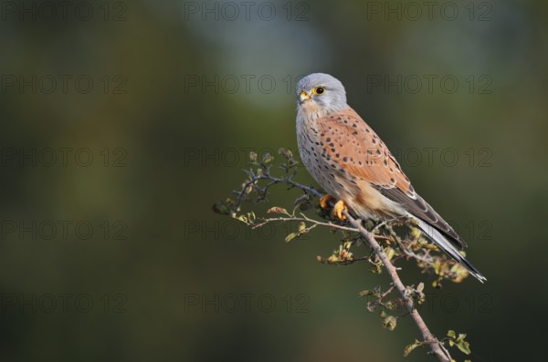 Kestrel (Falco tinnunculus), male sitting on a branch of hawthorn (Crataegus), North Rhine-Westphalia, Germany