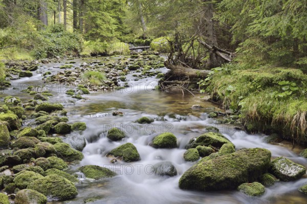 Mountain stream in autumn, Bavarian Forest National Park, Bavaria, Germany