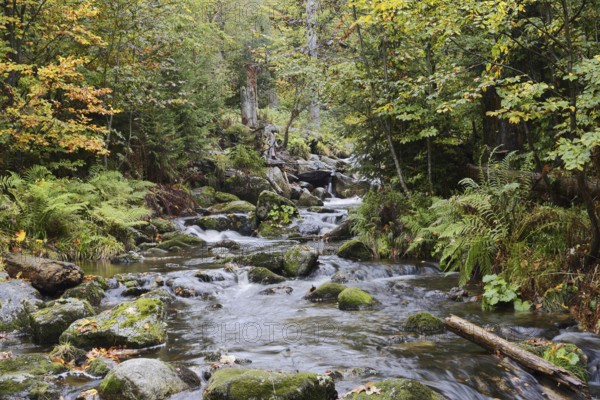 Mountain stream Kleine Ohe in autumn, Bavarian Forest National Park, Bavaria, Germany