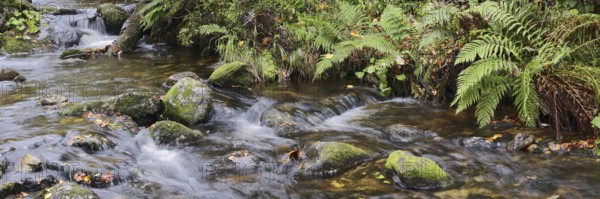 Mountain stream Kleine Ohe in autumn, Bavarian Forest National Park, Bavaria, Germany