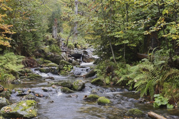 Mountain stream Kleine Ohe in autumn, Bavarian Forest National Park, Bavaria, Germany