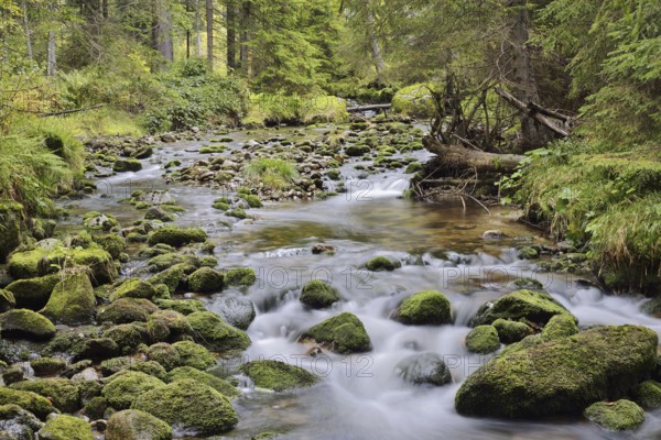 Mountain stream in autumn, Bavarian Forest National Park, Bavaria, Germany