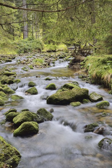 Mountain stream in autumn, Bavarian Forest National Park, Bavaria, Germany