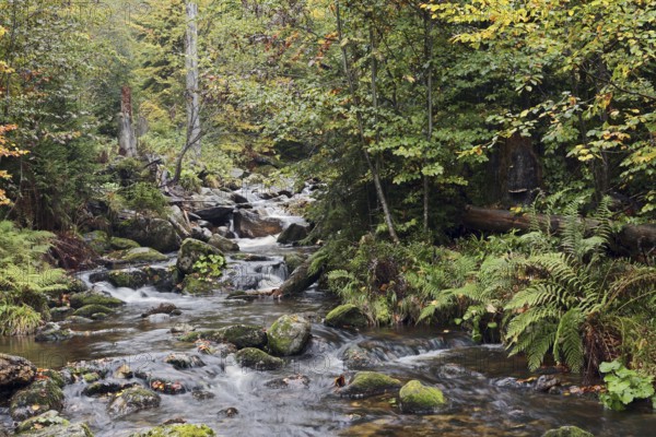 Mountain stream Kleine Ohe in autumn, Bavarian Forest National Park, Bavaria, Germany