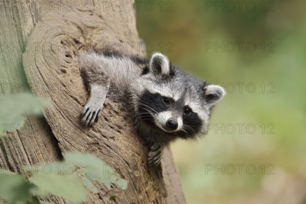 Raccoon (Procyon lotor), young animal looking out of a tree hollow, North Rhine-Westphalia, Germany