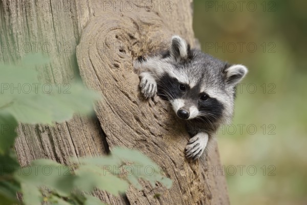 Raccoon (Procyon lotor), young animal looking out of a tree hollow, North Rhine-Westphalia, Germany