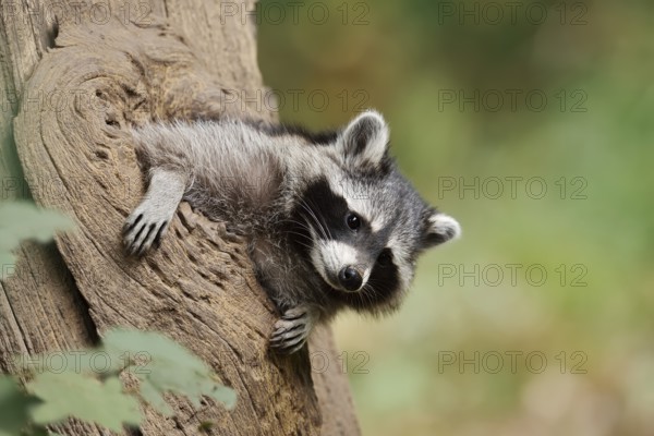 Raccoon (Procyon lotor), young animal looking out of a tree hollow, North Rhine-Westphalia, Germany