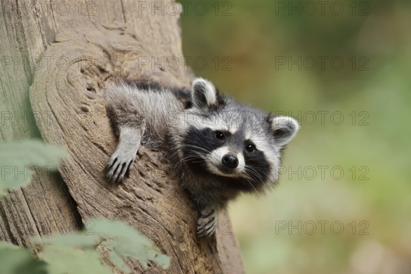 Raccoon (Procyon lotor), young animal looking out of a tree hollow, North Rhine-Westphalia, Germany