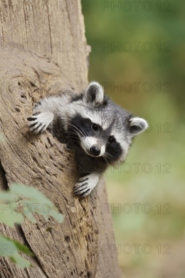 Raccoon (Procyon lotor), young animal looking out of a tree hollow, North Rhine-Westphalia, Germany