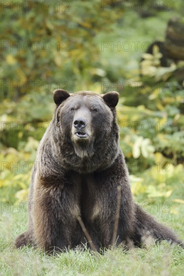 European brown bear (Ursus arctos arctos), captive, Bavaria, Germany