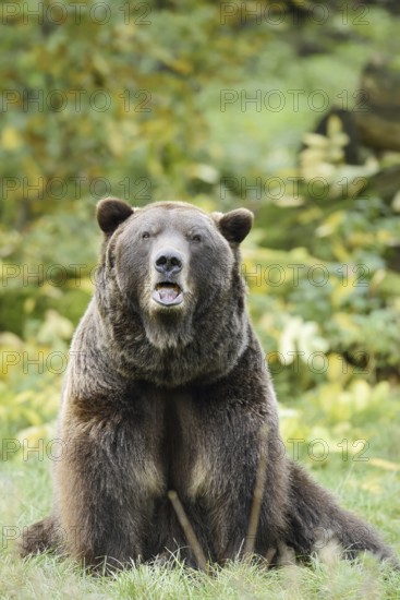 European brown bear (Ursus arctos arctos), captive, Bavaria, Germany