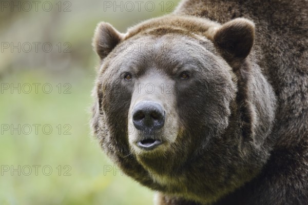 European brown bear (Ursus arctos arctos), portrait, captive, Bavaria, Germany