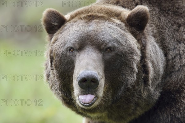European brown bear (Ursus arctos arctos), portrait, captive, Bavaria, Germany
