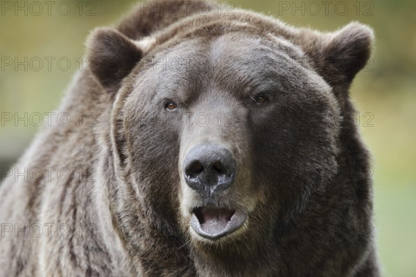 European brown bear (Ursus arctos arctos), portrait, captive, Bavaria, Germany