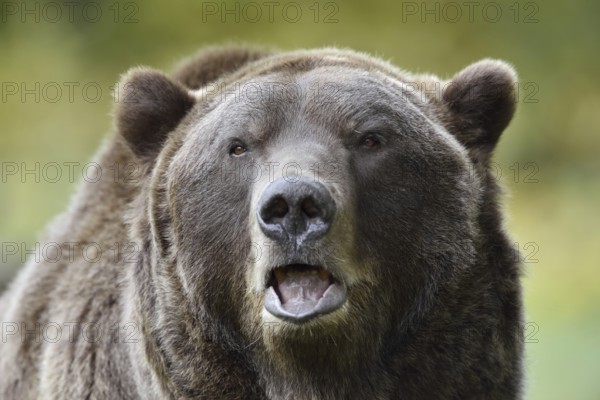 European brown bear (Ursus arctos arctos), portrait, captive, Bavaria, Germany