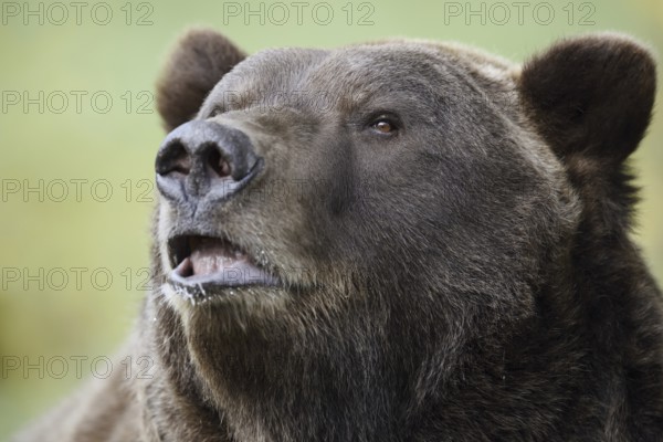 European brown bear (Ursus arctos arctos), portrait, captive, Bavaria, Germany