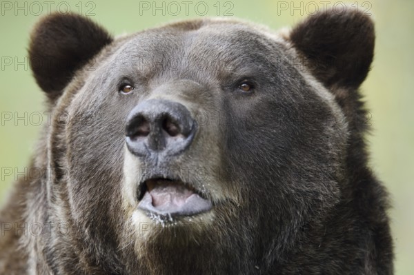 European brown bear (Ursus arctos arctos), portrait, captive, Bavaria, Germany