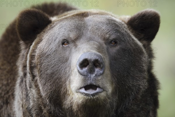 European brown bear (Ursus arctos arctos), portrait, captive, Bavaria, Germany