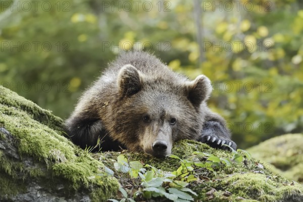 European brown bear (Ursus arctos arctos), young lying on a mossy stone, captive, Bavarian Forest, Bavaria, Germany