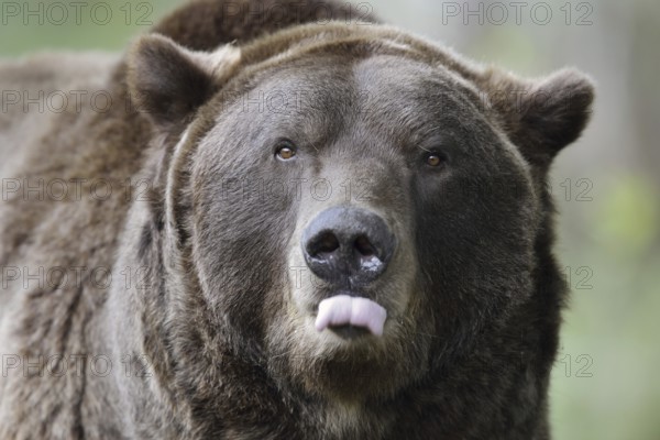 European brown bear (Ursus arctos arctos), portrait, captive, Bavaria, Germany