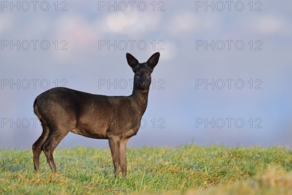 European roe deer (Capreolus capreolus), black doe, Lower Saxony, Germany