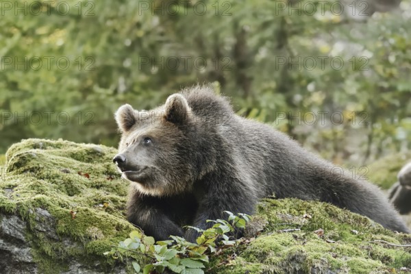 European brown bear (Ursus arctos arctos), young lying on a mossy stone, captive, Bavarian Forest, Bavaria, Germany