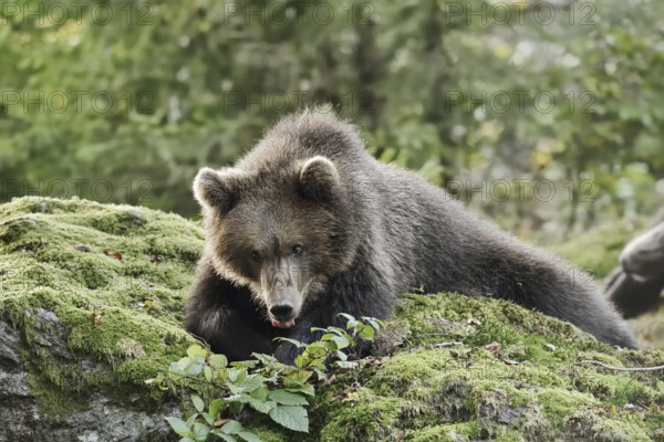 European brown bear (Ursus arctos arctos), young lying on a mossy stone, captive, Bavarian Forest, Bavaria, Germany