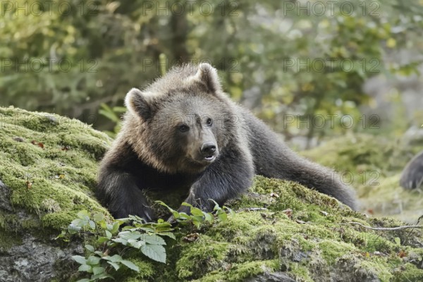 European brown bear (Ursus arctos arctos), young lying on a mossy stone, captive, Bavarian Forest, Bavaria, Germany