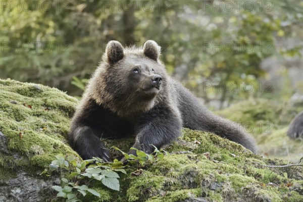 European brown bear (Ursus arctos arctos), young lying on a mossy stone, captive, Bavarian Forest, Bavaria, Germany