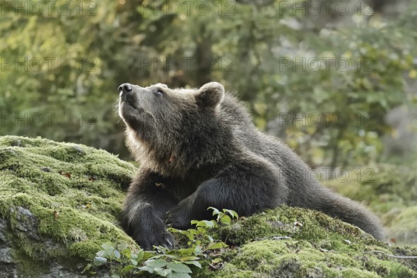 European brown bear (Ursus arctos arctos), young lying on a mossy stone, captive, Bavarian Forest, Bavaria, Germany