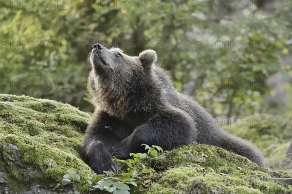 European brown bear (Ursus arctos arctos), young lying on a mossy stone, captive, Bavarian Forest, Bavaria, Germany