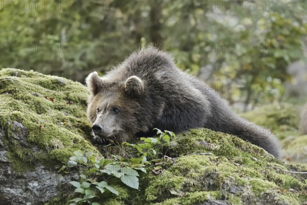 European brown bear (Ursus arctos arctos), young lying on a mossy stone, captive, Bavarian Forest, Bavaria, Germany