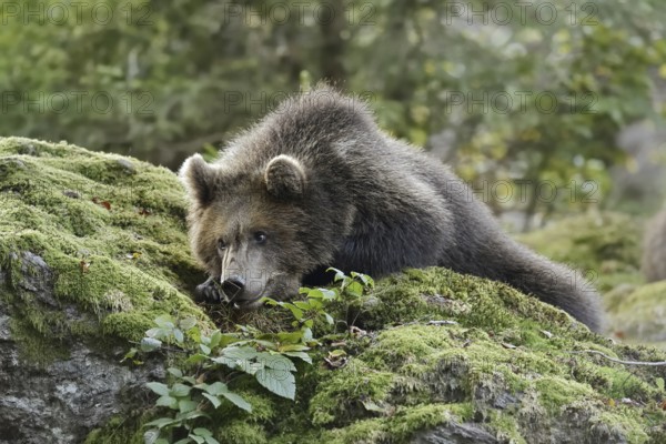 European brown bear (Ursus arctos arctos), young lying on a mossy stone, captive, Bavarian Forest, Bavaria, Germany