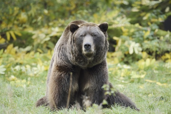 European brown bear (Ursus arctos arctos), captive, Bavaria, Germany