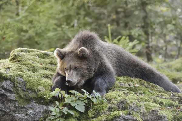 European brown bear (Ursus arctos arctos), young lying on a mossy stone, captive, Bavarian Forest, Bavaria, Germany