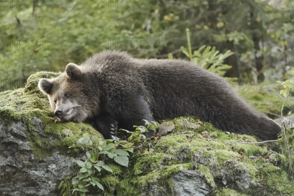 European brown bear (Ursus arctos arctos), young lying on a mossy stone, captive, Bavarian Forest, Bavaria, Germany