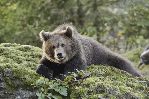 European brown bear (Ursus arctos arctos), young lying on a mossy stone, captive, Bavarian Forest, Bavaria, Germany