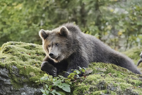 European brown bear (Ursus arctos arctos), young lying on a mossy stone, captive, Bavarian Forest, Bavaria, Germany
