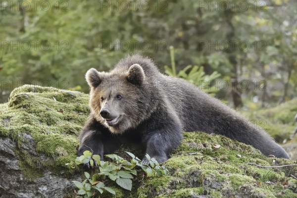 European brown bear (Ursus arctos arctos), young lying on a mossy stone, captive, Bavarian Forest, Bavaria, Germany