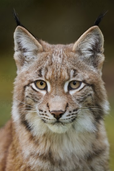 Eurasian lynx (Lynx lynx), portrait, captive, Germany