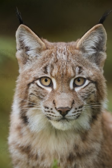 Eurasian lynx (Lynx lynx), portrait, captive, Germany
