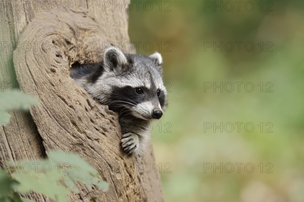 Raccoon (Procyon lotor), young animal looking out of a tree hollow, North Rhine-Westphalia, Germany