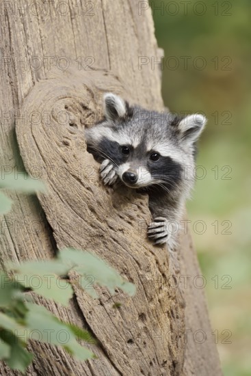 Raccoon (Procyon lotor), young animal looking out of a tree hollow, North Rhine-Westphalia, Germany