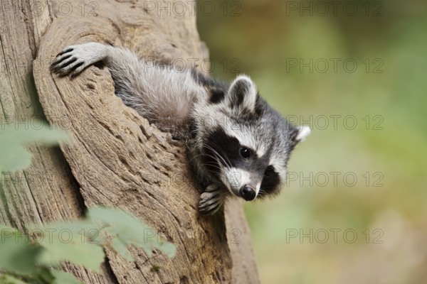 Raccoon (Procyon lotor), young animal looking out of a tree hollow, North Rhine-Westphalia, Germany