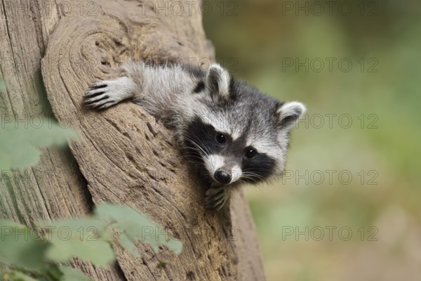 Raccoon (Procyon lotor), young animal looking out of a tree hollow, North Rhine-Westphalia, Germany
