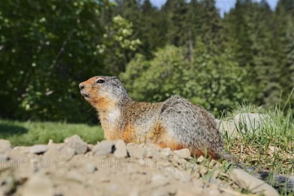 Columbia ground squirrel (Urocitellus columbianus, Spermophilus columbianus) at the burrow, Glacier National Park, British Columbia, Canada