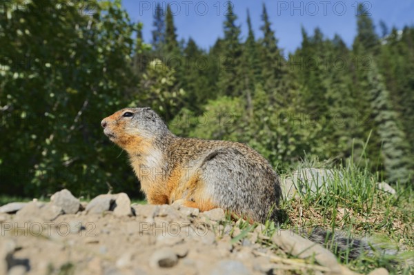Columbia ground squirrel (Urocitellus columbianus, Spermophilus columbianus) at the burrow, Glacier National Park, British Columbia, Canada