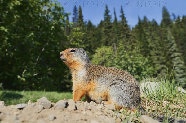 Columbia ground squirrel (Urocitellus columbianus, Spermophilus columbianus) at the burrow, Glacier National Park, British Columbia, Canada